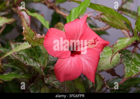 A vibrant pink hibiscus blooming beautifully on a lush green plant with variegated leaves in a garden close up Stock Photo