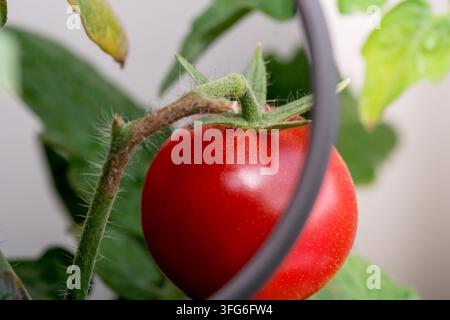 A close up shot of a ripe red cherry tomato on a green vine showing a polarizing filter effect with a visible black ring divider Stock Photo