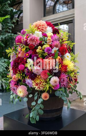Vibrant Dahlias Arranged in Wooden Barrel Amidst Lush Greenery and Garden Blooms Stock Photo
