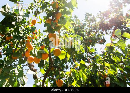 Branch of tree with ripe apricots. Apricot tree with many ripe apricots Stock Photo