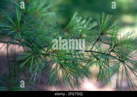 Detailed close-up of a pine branch covered with fresh green needles ...