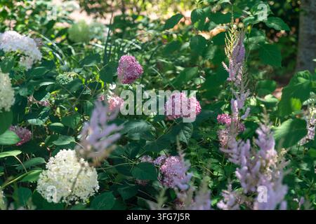 Lush summer garden with hydrangeas and astilbe flowers Stock Photo