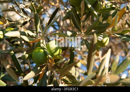 Green olives growing on olive tree branch in sunny Mediterranean grove, close up Stock Photo