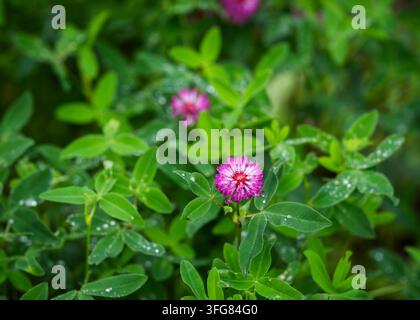 Trifolium medium, the zigzag clover, glows quietly among the summer greenery after a refreshing shower. Stock Photo