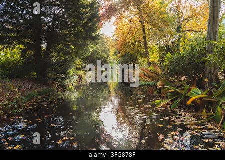 Narrow botanical garden canal in autumn, fallen leaves on dark water, ferns and tropical plants on bank, golden foliage. Stock Photo