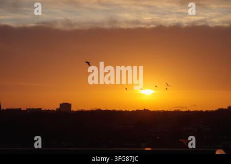 Intense orange sunset over silhouetted city skyline, multiple birds in flight, one prominent bird upper left, layered clouds. Stock Photo
