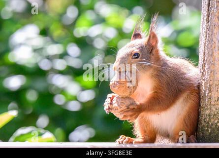 Red Squirrel, squirrel, Sciurus vulgaris, Eurasian red squirrel, Sweden, Young red squirrel is eating 2 walnuts Stock Photo