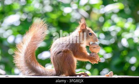 Red Squirrel, squirrel, Sciurus vulgaris, Eurasian red squirrel, Sweden, Young red squirrel is eating and holding 2 walnuts Stock Photo