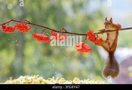 Red Squirrel, squirrel, Sciurus vulgaris, Eurasian red squirrel, Sweden, Red squirrel is hanging on a branch with rowan berries Stock Photo