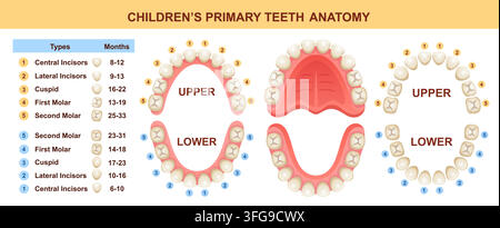 Primary baby teeth anatomy eruption. Children temporary teething stage. Lower upper mouth jaw dental medical chart. Molar dent health grow time vector Stock Vector