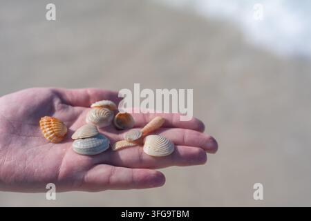 Close-up of assorted small seashells resting in an open hand against a softly blurred natural background. Simple coastal detail representing beachcomb Stock Photo