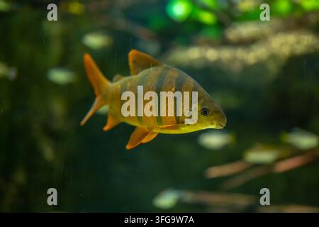 A colorful tiger barb swims in an aquarium against a blurred green background. Stock Photo