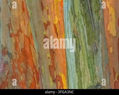 Colorful vertical abstract stripes on wooden tree trunk in northern Georgia USA Stock Photo