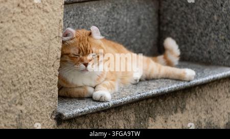 Orange tabby cat resting on stone steps in Macau, China Stock Photo