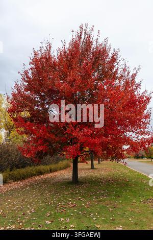 Large red maple trees in full autumn foliage along road in park Stock Photo