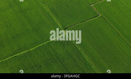 Top Down Aerial Shot of Rectangular Green Crop Fields with Clear Boundaries Stock Photo