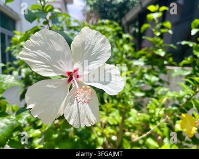 White hibiscus flower blooming among green leaves in a tropical garden Stock Photo