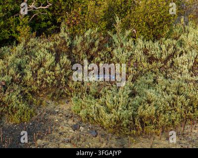 Discarded plastic bottle litter trapped among green coastal halophyte vegetation, highlighting environmental pollution. Stock Photo