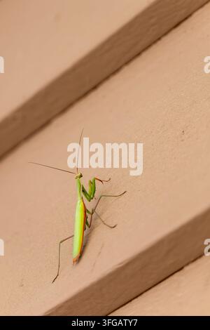 Praying mantis or European mantis, Mantis religiosa, on the side of a house - close up Stock Photo