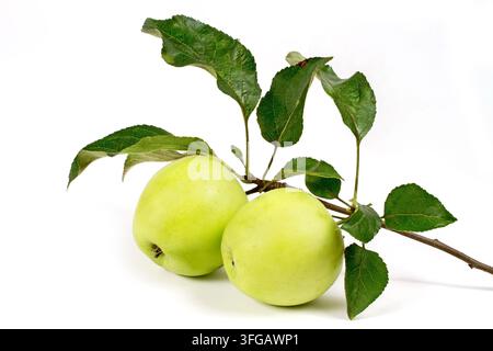 Green apples with a branch and leaves on a white background. Two natural green apples. Stock Photo