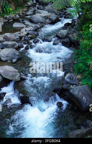 Rushing stream flows over mossy stones. Ferns and greenery frame the water's path. White foam sprays as water crashes against rocks. Natural photo. Stock Photo
