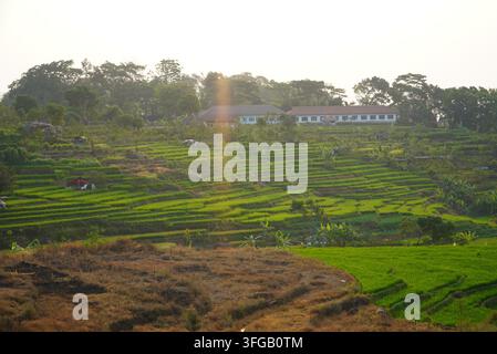 Golden Rice Field Scenery Golden rice fields stretch across high-standard farmland in Dangjiang ...