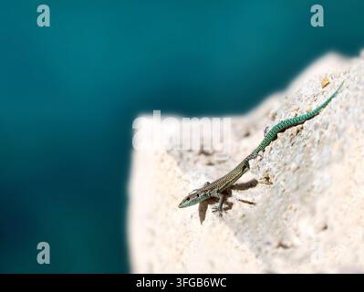 Mediterranean wall lizard Podarcis siculus resting on sunlit limestone above deep blue water. Scelarcis perspicillata rests on sunlit limestone above Stock Photo