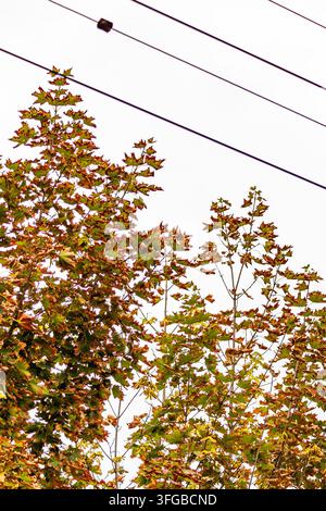A low angle perspective shows green and brown maple leaves on slender tree branches reaching toward overhead utility wires against a bright white sky. Stock Photo