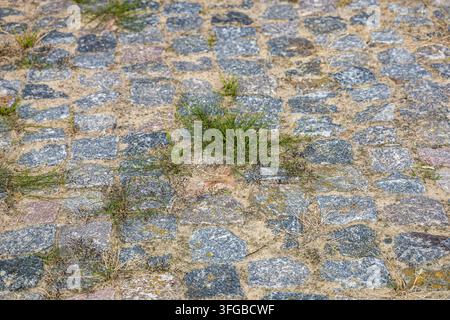 Close up view of rough granite cobblestone pavement with small green weeds sprouting through sand joints under soft natural outdoor daylight. Textured Stock Photo