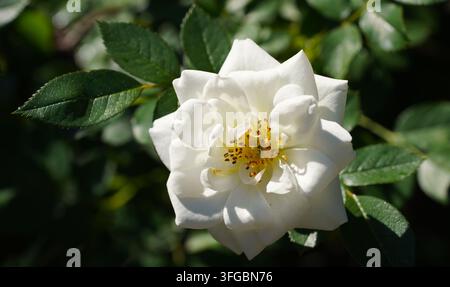 A close‑up of a shrub rose (Rosa sp.) showing a fully opened white bloom with a yellow center and visible stamens. Stock Photo