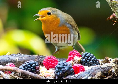 A vibrant European robin perched with its beak open wide on a mossy log behind a colorful spread of fresh raspberries, blackberries, and seeds. Stock Photo