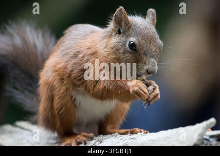 A close-up profile of a wild red squirrel perched on a weathered tree branch, carefully holding and nibbling a small nut with its paws. Stock Photo