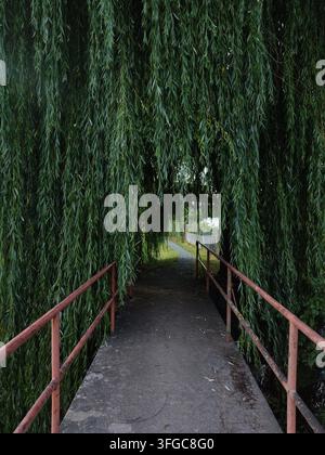 ​Scenic footbridge with handrails leading through a mysterious green tunnel of drooping tree branches overhanging a pathway in a park. Stock Photo