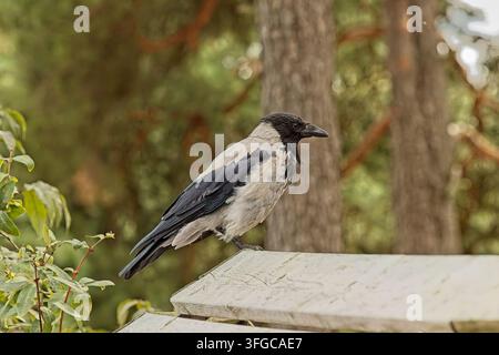 Hooded Crow (Corvus cornix), recognizable by its distinctive grey body contrasting with its black head, wings, and tail, Korkeasaari Zoo, Helsinki. Stock Photo