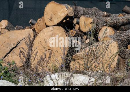 a large pile of freshly cut tree logs and branches with rough bark piled outdoors Stock Photo