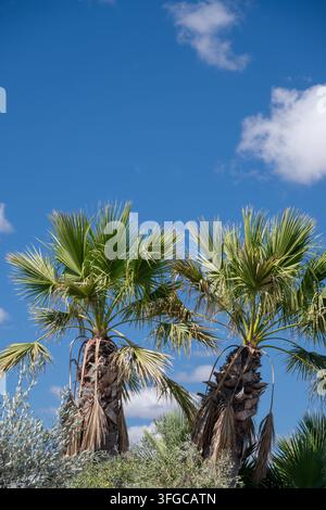 two fan palm trees with textured trunks against a bright blue sky with light clouds. Stock Photo