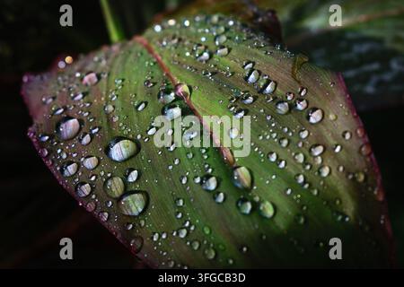 Stunning macro close-up of crystal-clear rain droplets resting on a vibrant green and purple leaf. High-detail natural texture, perfect for an environment Stock Photo