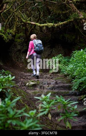 Back view of female hiker walks away along narrow rocky trail with backpack, moving through dense ferns, mossy trees and tangled branches in Anaga forest, Tenerife, Canary Islands, Spain Stock Photo
