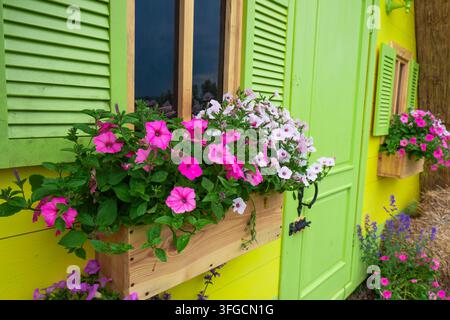 Wooden window box filled with blooming pink and white petunia flowers against a bright lime green wall with shutters, rural style Stock Photo