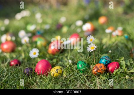 Close-up of colorful painted quail eggs beside a blooming daisy on fresh spring grass. Additional Easter eggs create a soft blurred background in natu Stock Photo