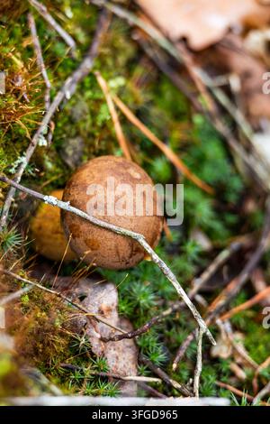 Vertical shot captures small edible Polish mushroom (bay bolete) cap framed by dry twigs, green star moss, and brown oak leaves in wild forest. Bright Stock Photo
