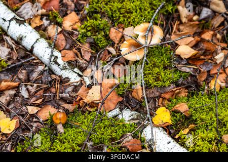 High angle view reveals two wild mushrooms growing amongst fallen birch branches, vibrant green moss, and dry autumn leaves on forest floor. Natural d Stock Photo