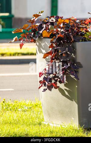 Vibrant dark purple sweet potato vine foliage cascades over the side of a tall grey planter situated on bright green outdoor grass. Warm direct sunlig Stock Photo