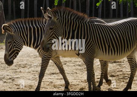 Two Grévy's zebras (Equus grevyi) walking side by side on sandy ground in daylight. Stock Photo