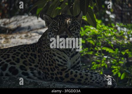 Jaguar (Panthera onca) resting in dappled shade, looking directly forward toward the camera. Stock Photo