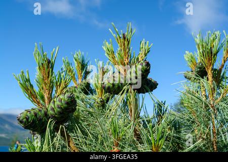 Green immature cones on the branches of Siberian dwarf pine (Pinus pumila) near Jack London Lake, Magadan region, Kolyma, Russia Stock Photo