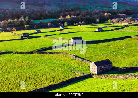 Traditional barns and dry stone walls In Swaledale, Yorkshire, England. Stock Photo