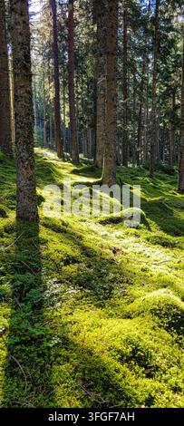Sunlight streaming through tall evergreen trees onto lush green mossy ground in Black forest Schwarzwald, Germany Stock Photo