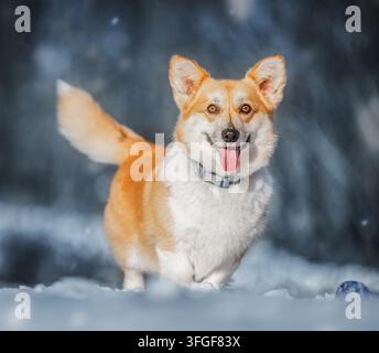Happy Pembroke Welsh Corgi Standing in Snow Stock Photo