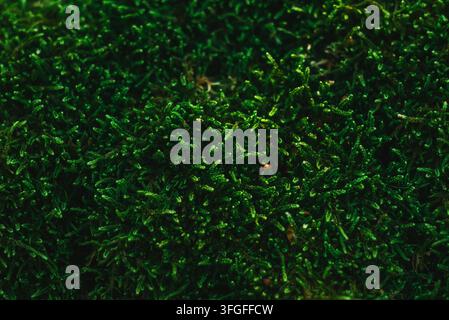 Lush green forest moss texture background close up view Stock Photo